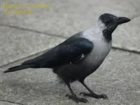 Huiskraai ssp zugmayeri [Corvus splendens zugmayeri]